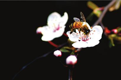 自制镜头 6旬老人“抓拍”蜗牛角